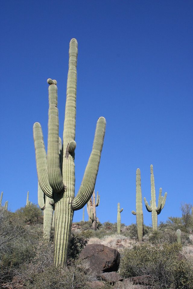 Big saguaro in Spur Cross Park, north of Cave Creek